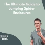 Jumping Spider Enclosures